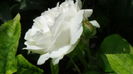 DSC06860