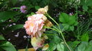 DSC06870