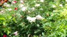 DSC06891