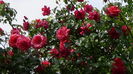 DSC06896