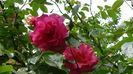 DSC06906
