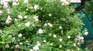 DSC06936