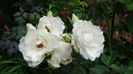 DSC07048