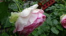 DSC07053