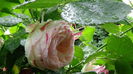 DSC07069