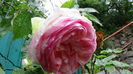 DSC07074
