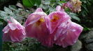 DSC07079