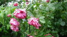 DSC07095