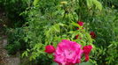 DSC07100