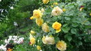 DSC07105