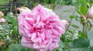 DSC07156