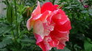 DSC07161