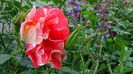 DSC07166