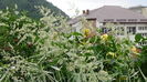 DSC07171