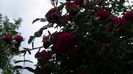 DSC07181