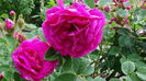 DSC07186