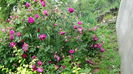 DSC07257
