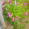 IMG_20160601_160008