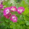 IMG_20160601_160015