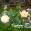 IMG_20160601_161758