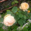 IMG_20160601_161808