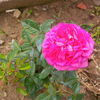 IMG_20160601_181109