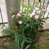 IMG_20160601_181126