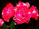 DSC08905