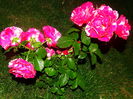DSC08906