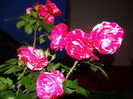 DSC08909
