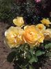 20160602_115718