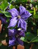 31 mai, clematis Tie Dye