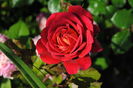 lami-des-jardins(Guillot)
