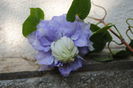 Clematis Mazury, prima floare :))