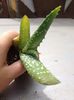 Aloe microstigma