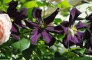 clematis Romantika