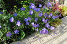 geranium johnsons-blue