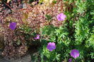 geranium sanguineum Rosa