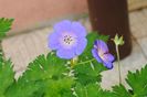 geranium rozanne