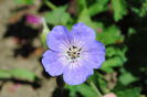geranium azure rush