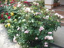 DSCF5704