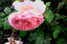IMG_20160602_182535