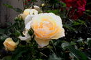 IMG_20160602_181412