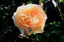 IMG_20160531_180852