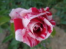 DSC03592