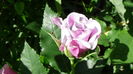DSC07406