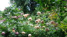 DSC07660
