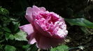 DSC07679