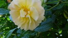 DSC07689