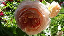DSC07746